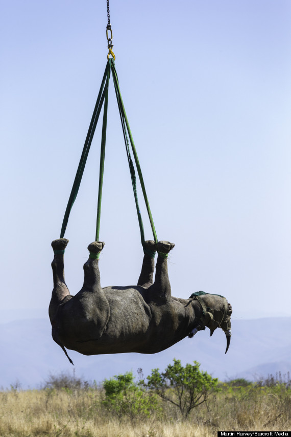 black rhino