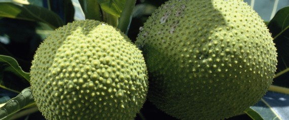 breadfruit world hunger