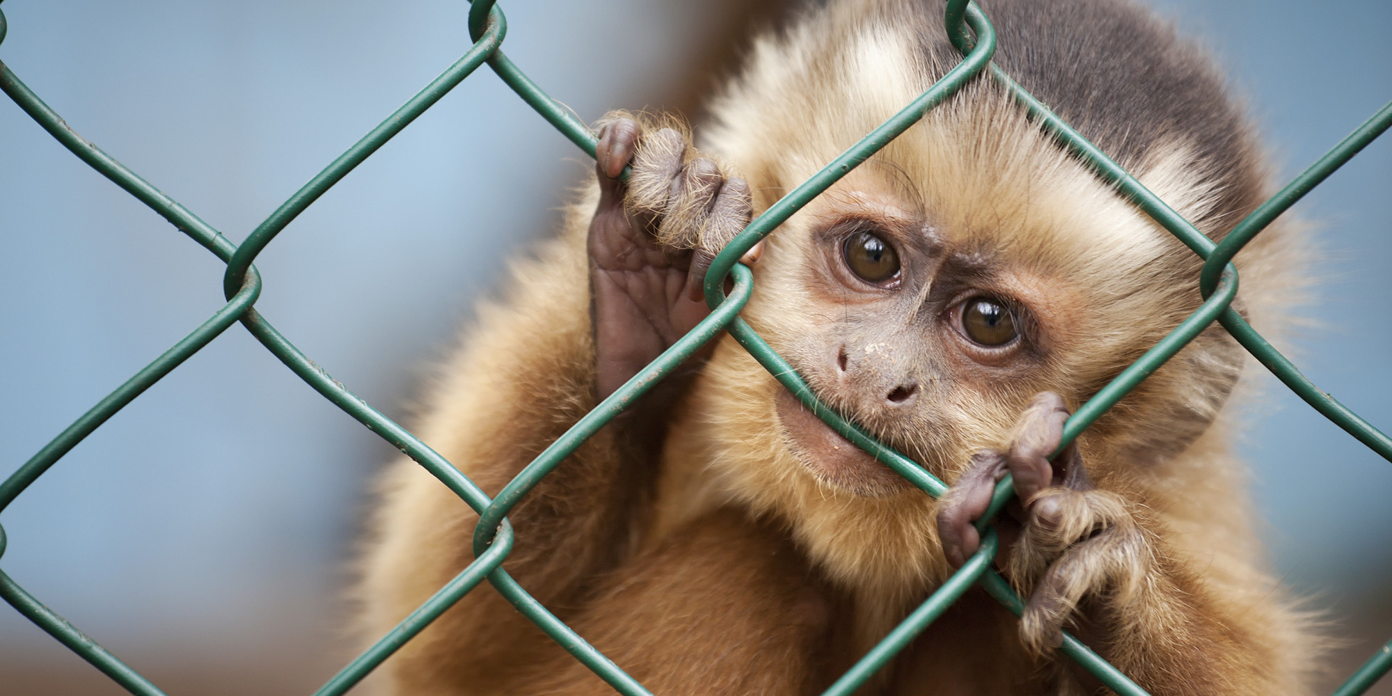 the-meaning-and-symbolism-of-the-word-monkey