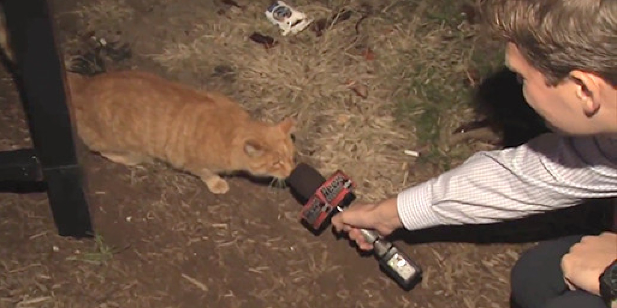 Watch This TV Reporter Interview A Cat (Yes, We're Totally Serious
