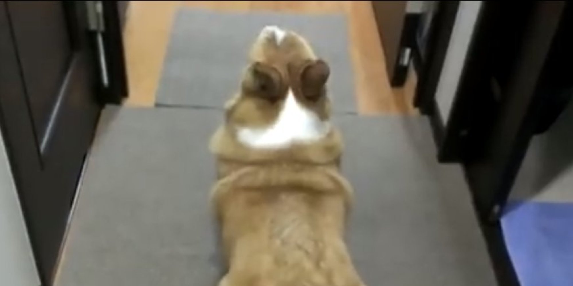 Twerking Corgi Is Probably Trying To Take Over The World Huffpost