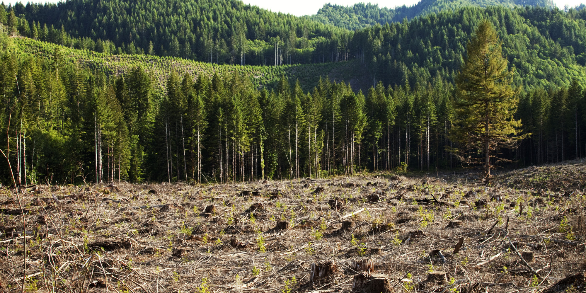 deforestation (oral presentation) - blog de luiscr5iv162015