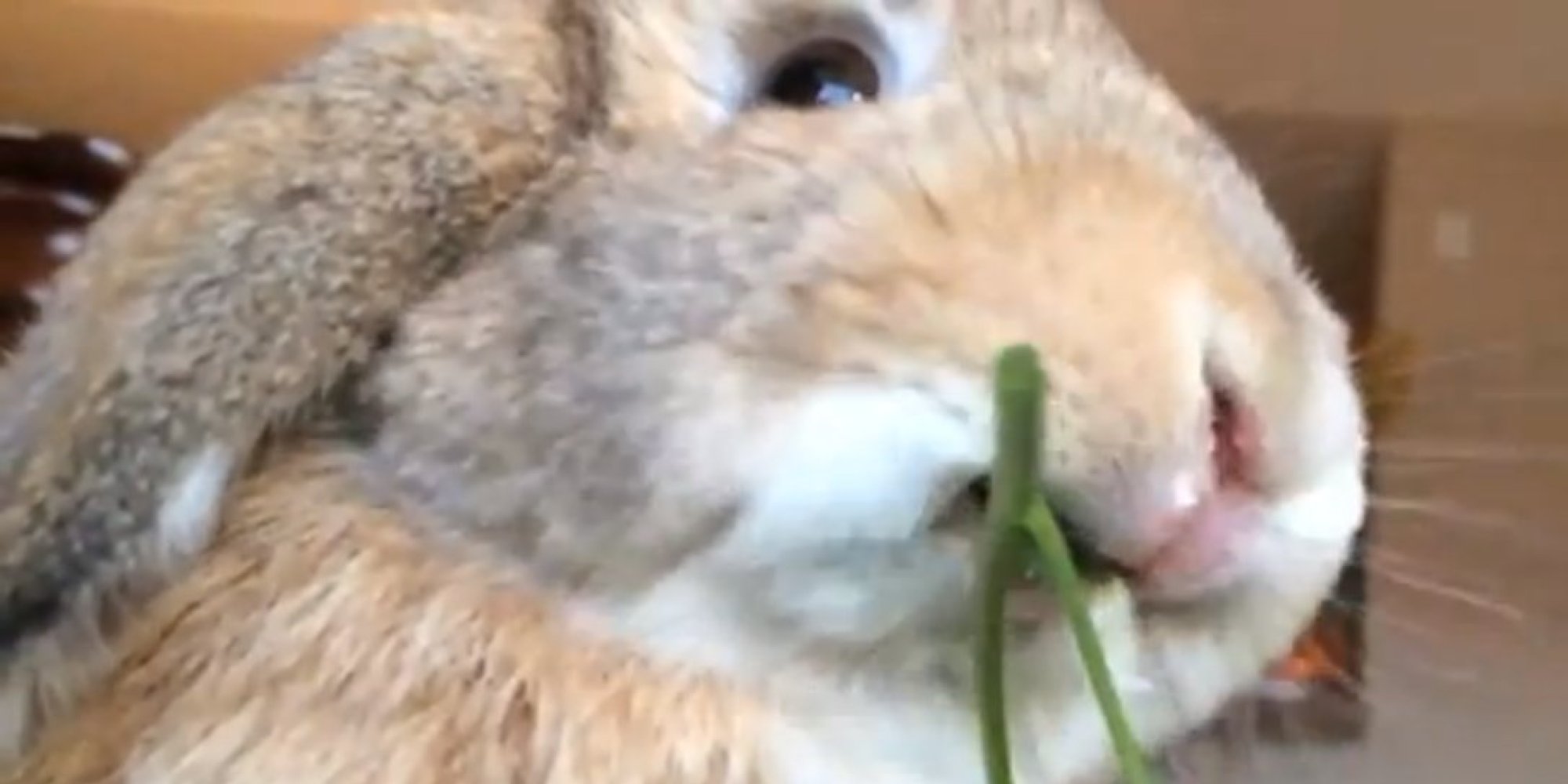This Rabbit Eating In Slow Motion Is Absolutely Enthralling (VIDEO