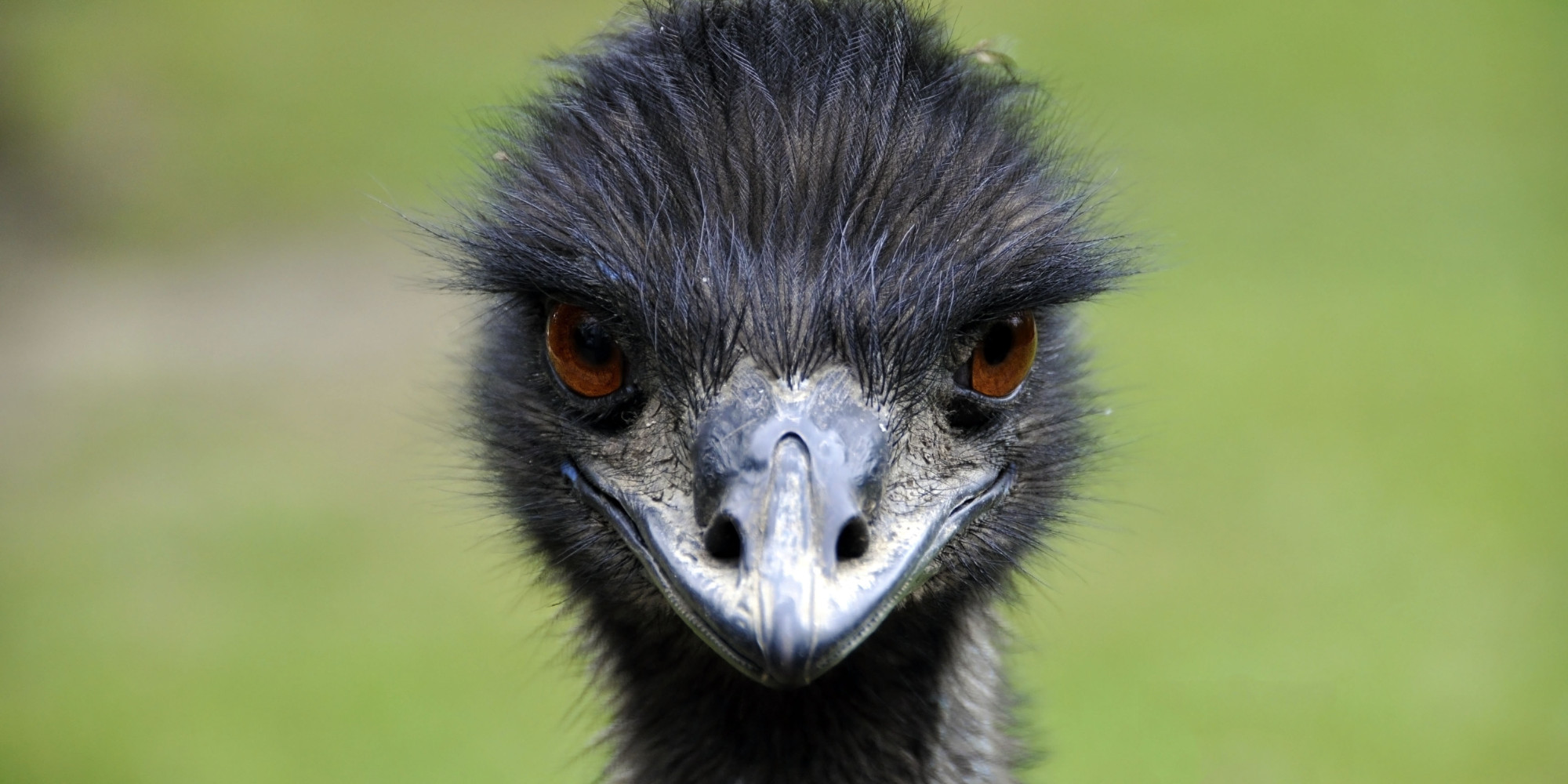 Emus Take Over Australian Town After Drought Drives Them From Brush