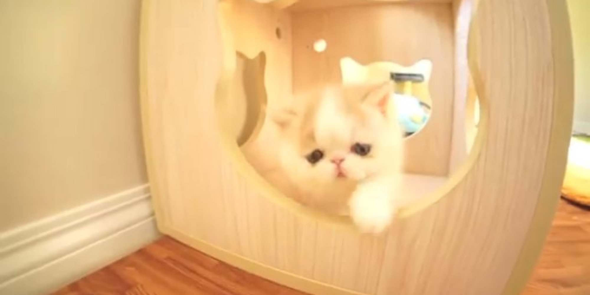 Adorable Kitten Named Bun Bun Barks Like A Puppy (VIDEO) HuffPost