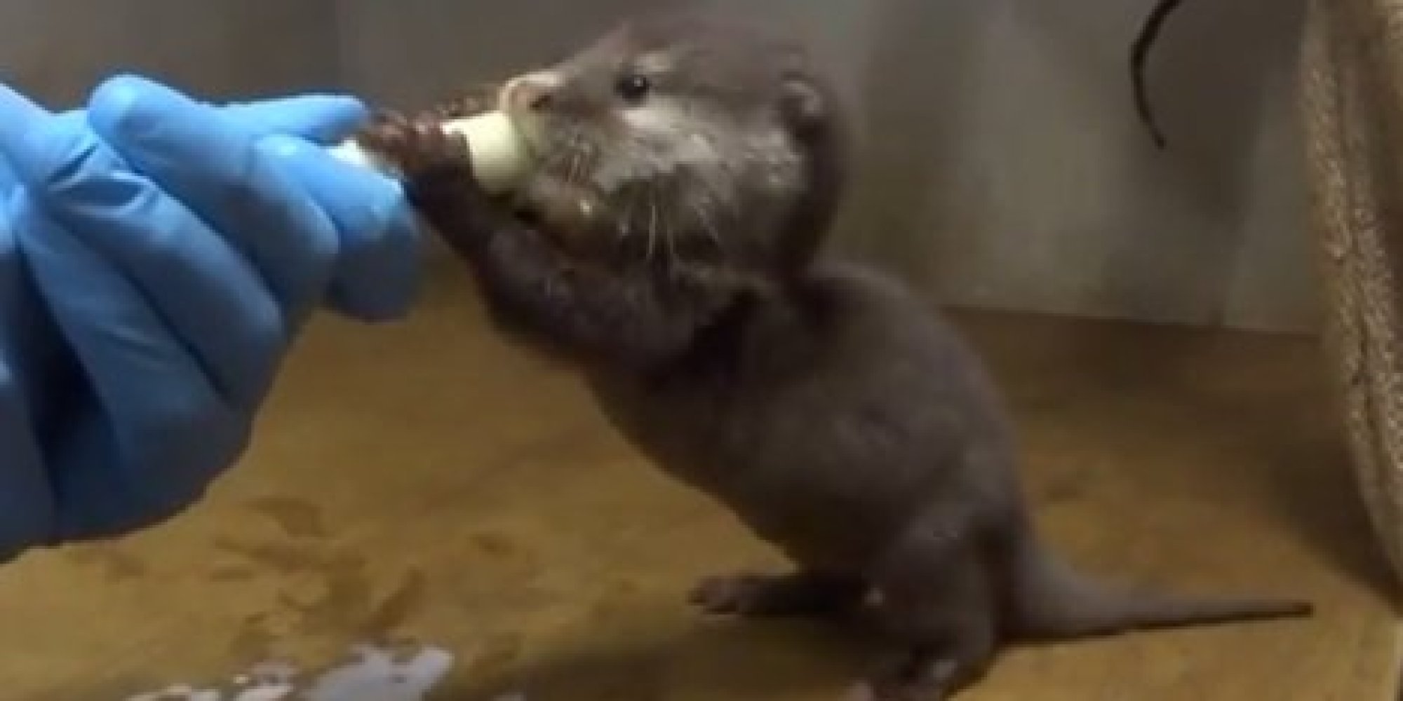 Baby Otter Drinking Milk From A Syringe Is Redefining What It Means To