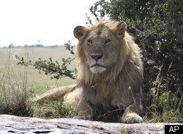 Kenya Moves Zebras To Feed Lions