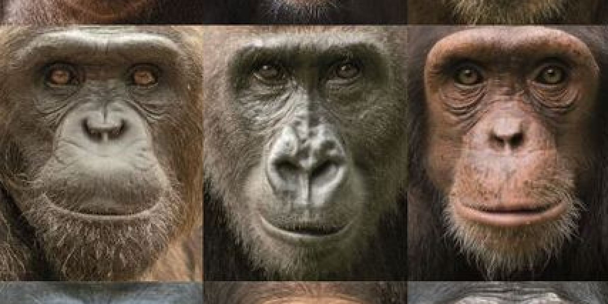 REVEALED: Peculiar Reason Primates Have Such Colorful Faces
