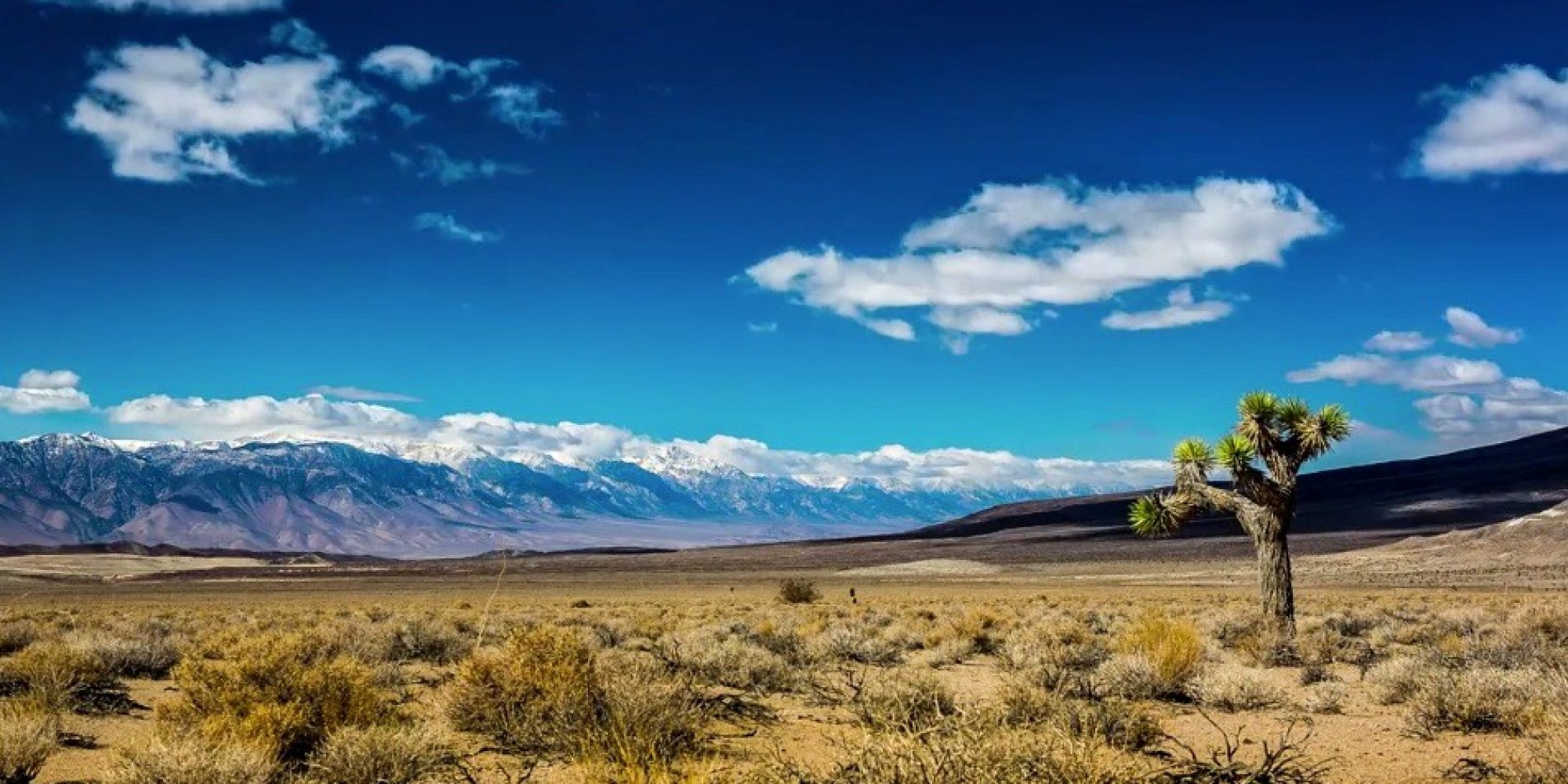 Joshua Tree TimeLapse Video Hopes To Help Save A Southern California