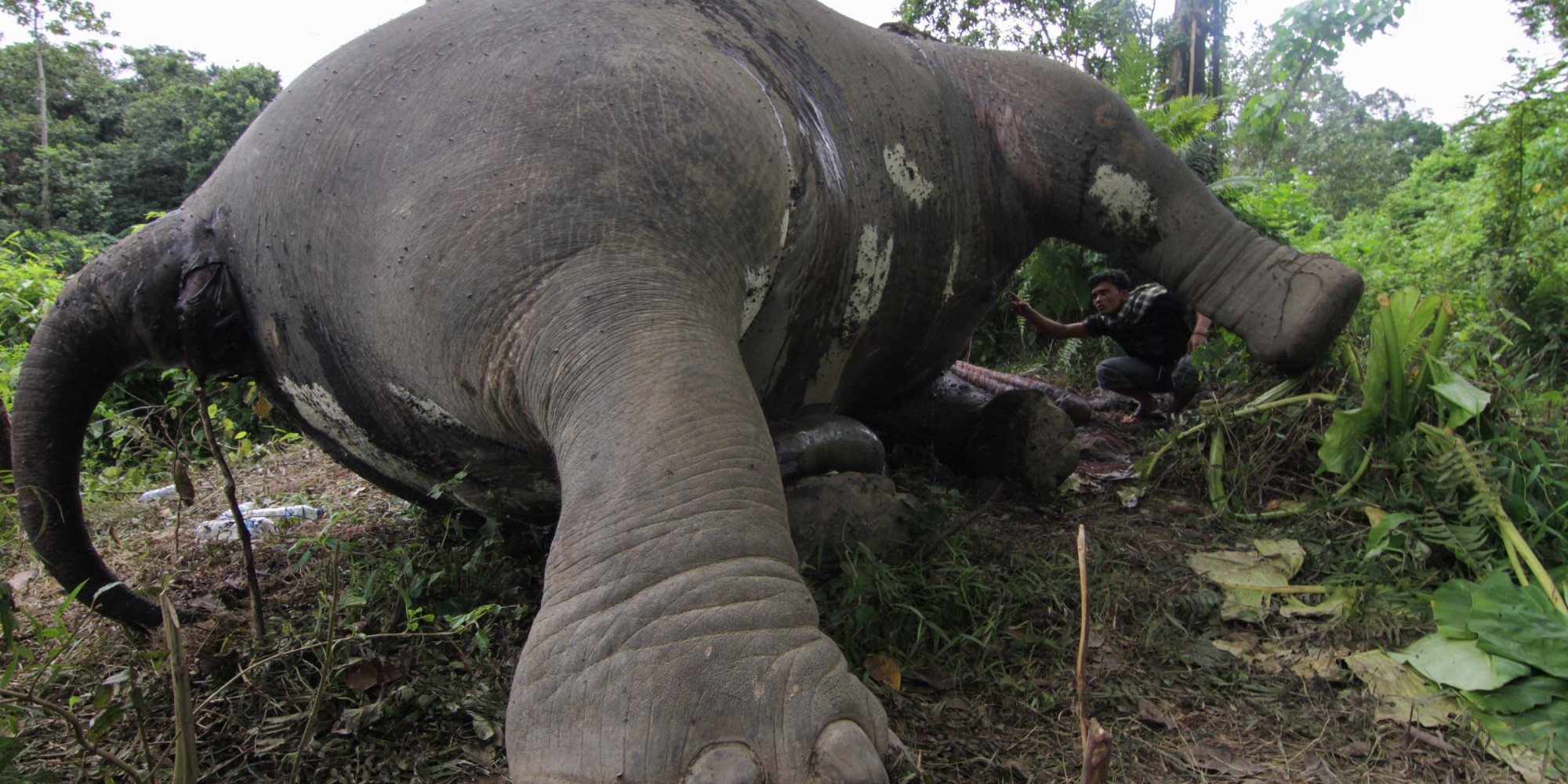 Elephant's Dying Cries Highlight Horrific Reality Of Poaching (VIDEO