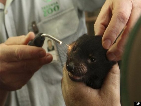 Endangered Tasmanian Devil New Cancer Resistance A