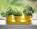 How To Bring A Dying House Plant Back From The Brink