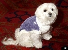 leona helmsley pet foundation