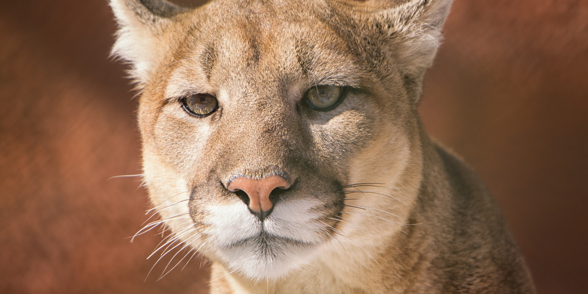 Cougar Spotted In Illinois Fatally Shot By Officer Photo 