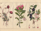 A Brief Medical History Of The Cranberry
