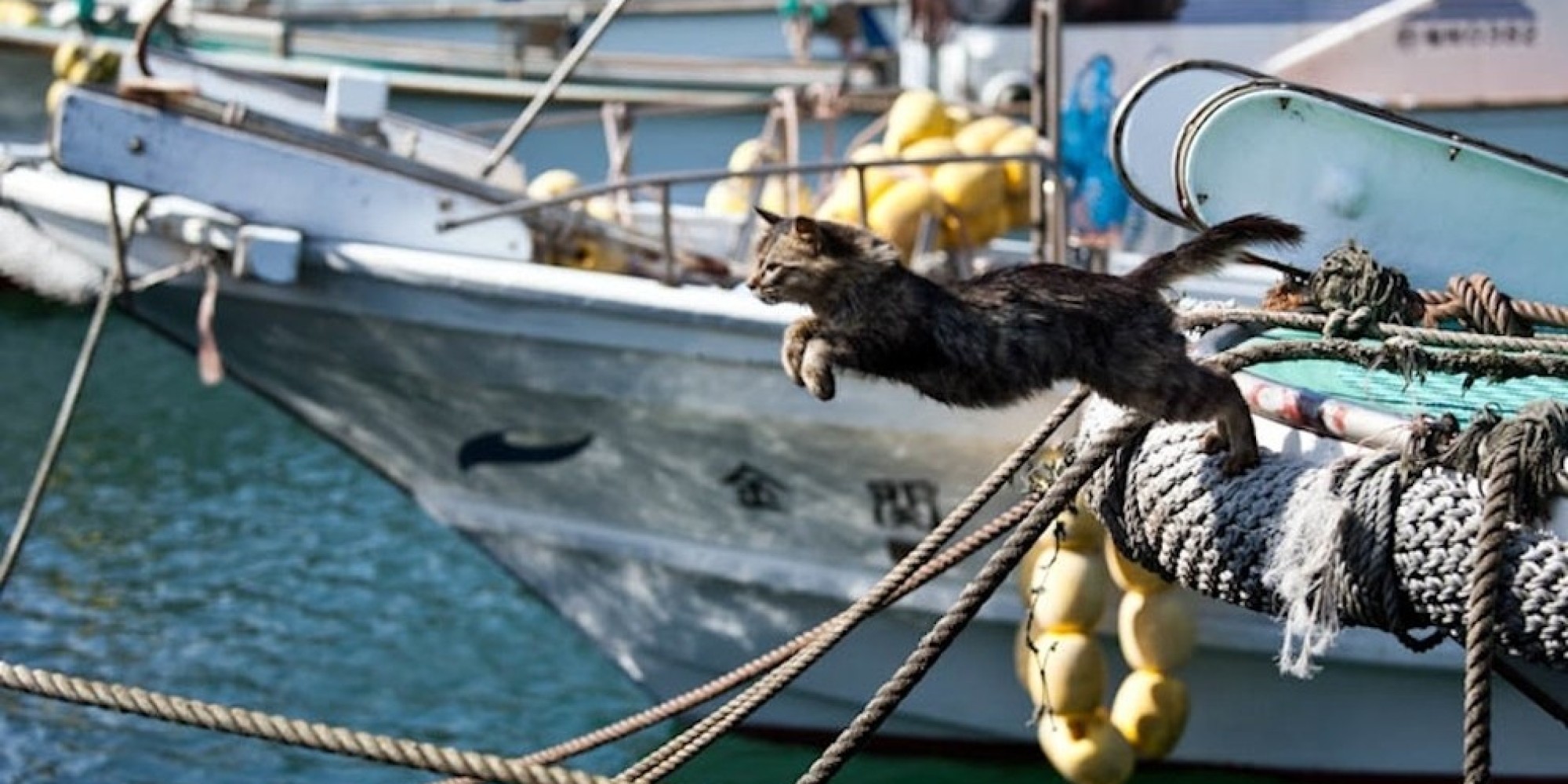 Cat Heaven Island Is The Cutest Friday Escape You Will Ever Take HuffPost