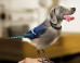 Birds With Dog Heads And Dogs With Bird Bodies Are Dirds. Derrrrr