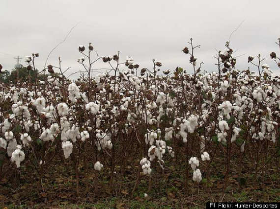 Cotton