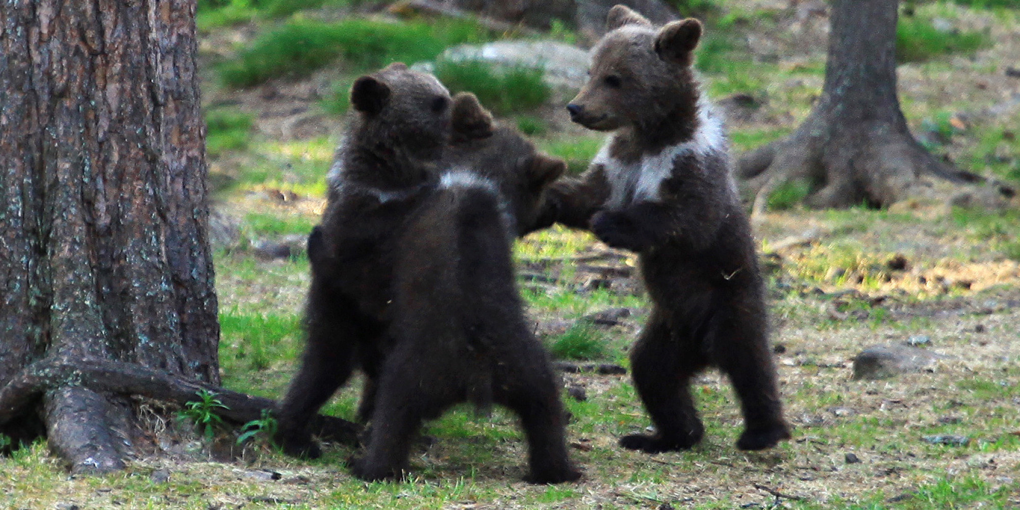 Bear Cubs Play #39 Ring Around The Rosie #39 And We All Fall Down From