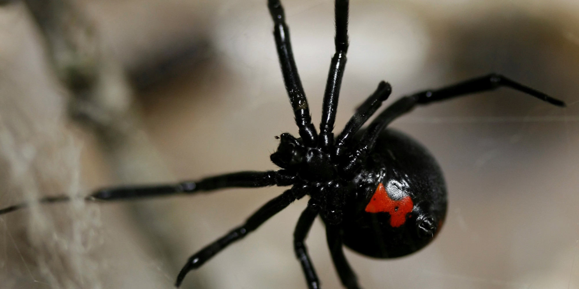 black-widows-found-on-grapes-at-supermarkets-in-several-states