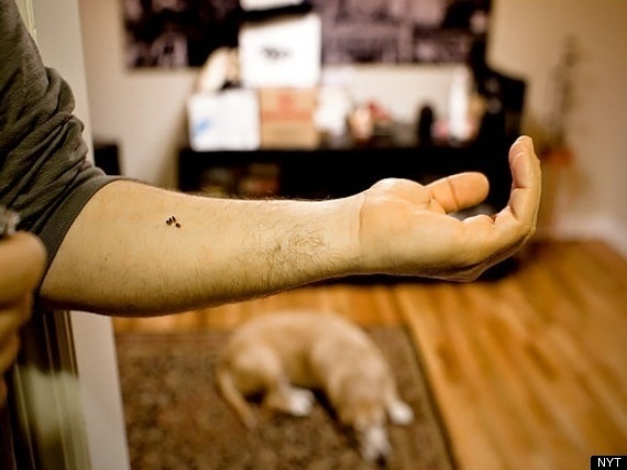 Bed Bugs