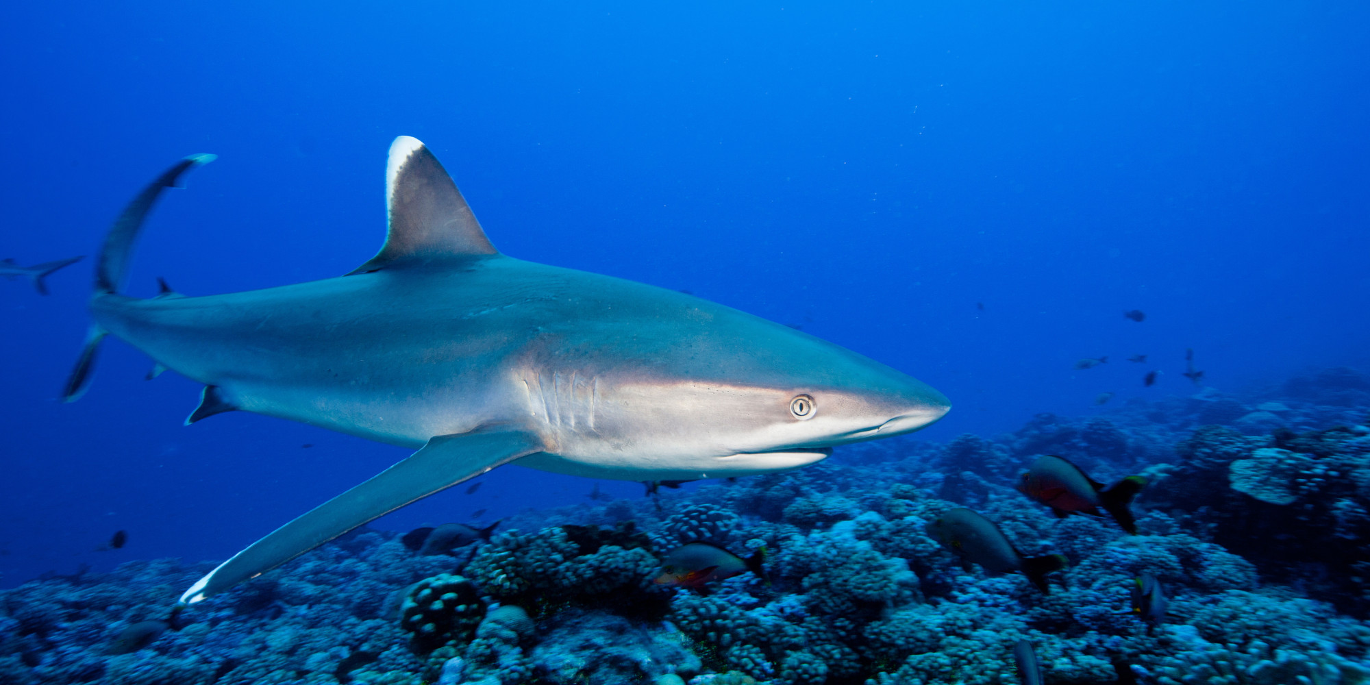 noaa-could-undermine-state-shark-fin-bans-huffpost