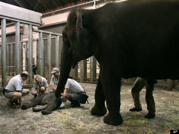 Australia Elephant Calf