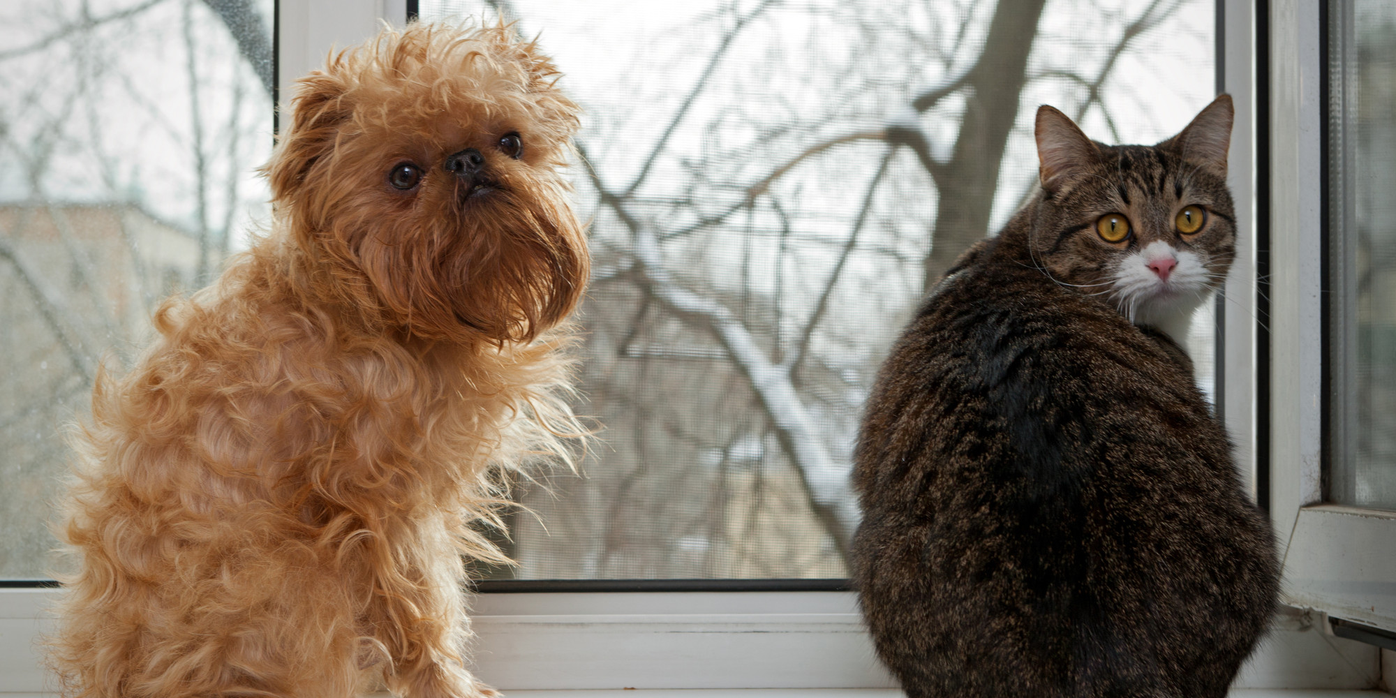 Best Pet Stores In Chicago Where To Go To Spoil Fluffy And Fido This