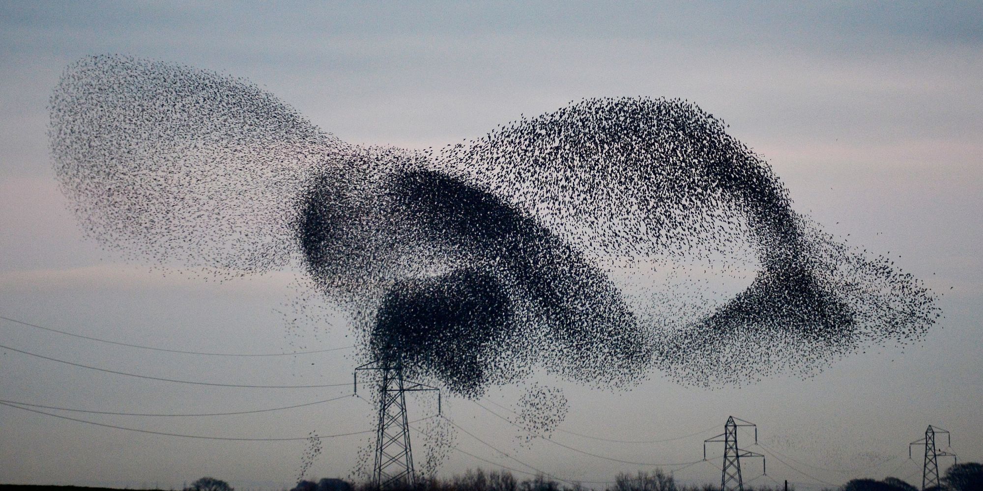 starlings-perform-spectacular-murmuration-pictures