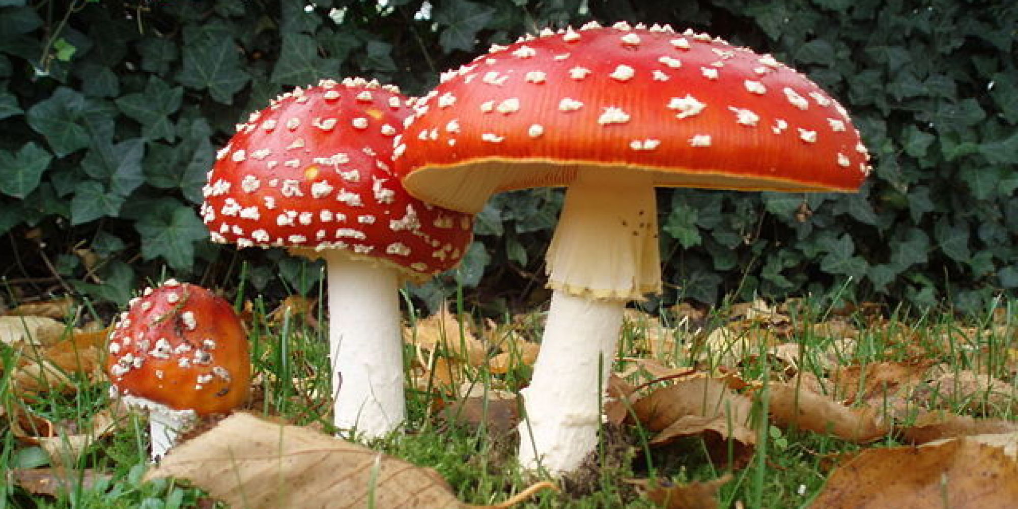 Mushrooms 'Make Wind' To Spread Their Spores, New Study Shows HuffPost