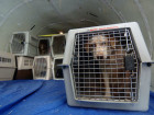 Pet Owners Warn Of Perils Of Air Travel