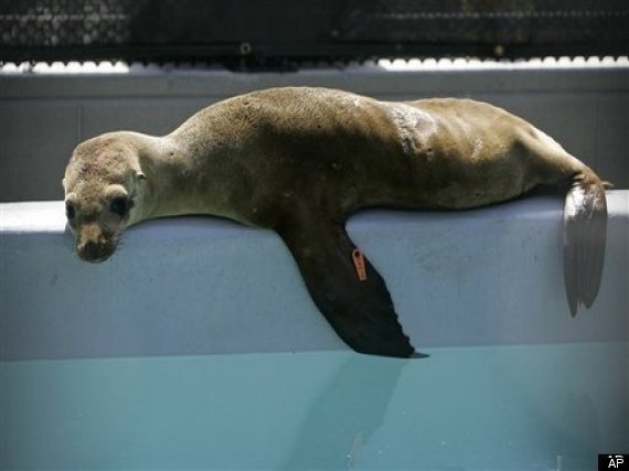 Marine Mammal Er