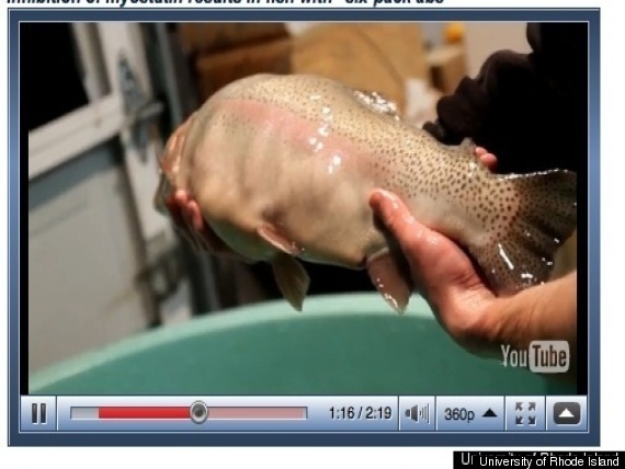 Fish