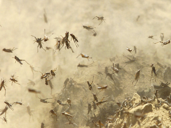 Locusts