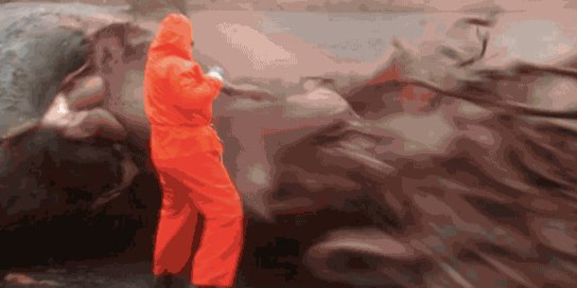Exploding Whale Almost Takes Out Scientist (GRAPHIC PICTURES)