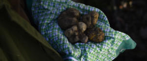 Truffles