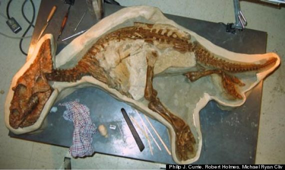 baby chasmosaurus dinosaur