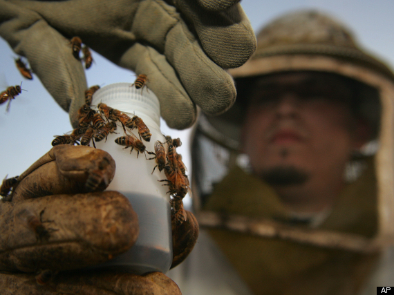 Beekeeping
