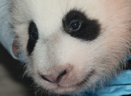national zoo panda name