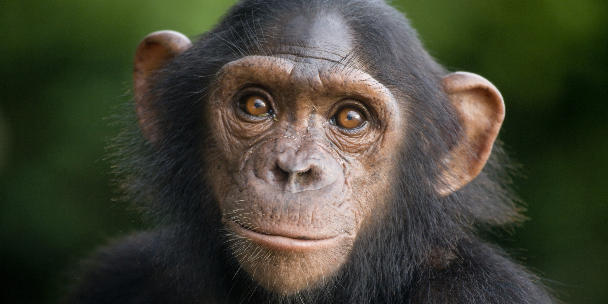 Chimpanzees that suffered traumatic experiences, like being used in lab