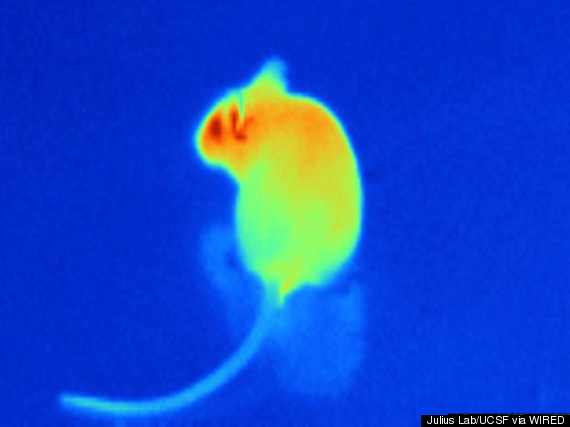 Mouse
