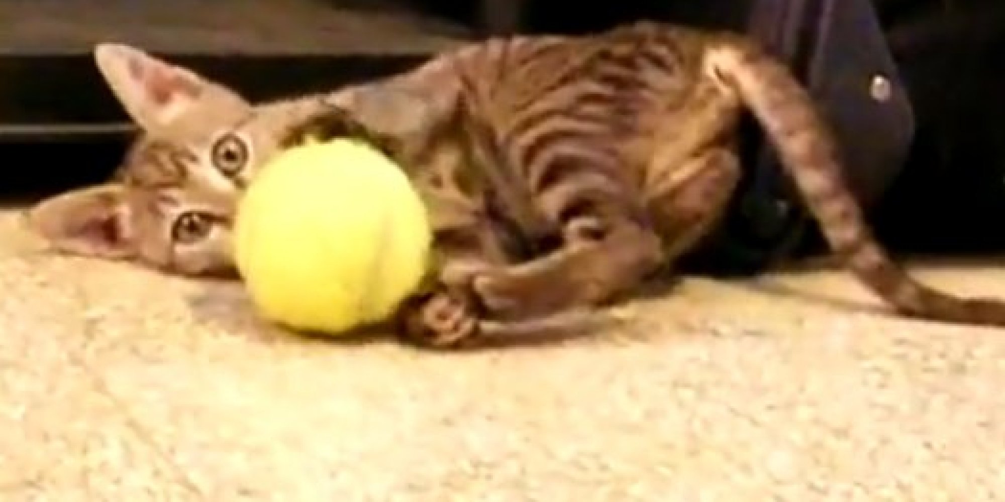 cat tennis ball