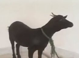 katana gona goat sex
