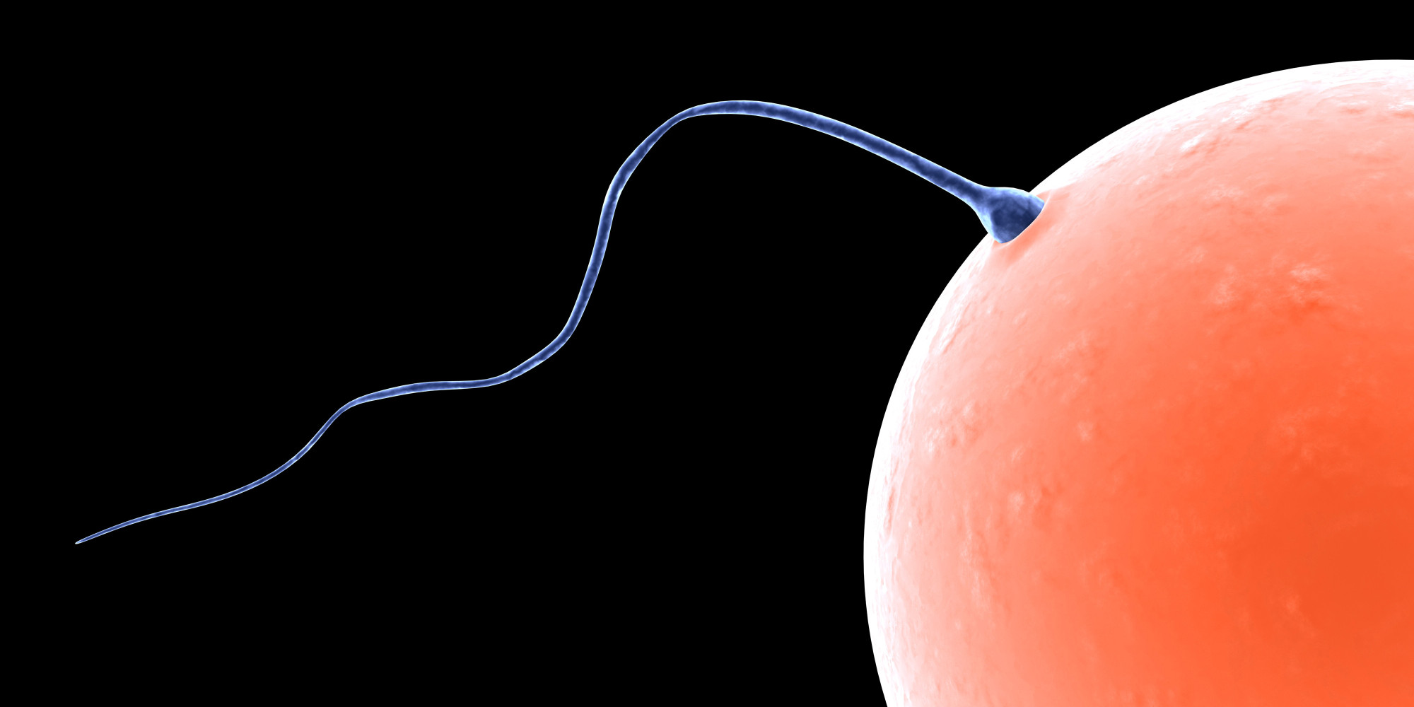 Possible Male Birth Control Works By Blocking Sperm Huffpost