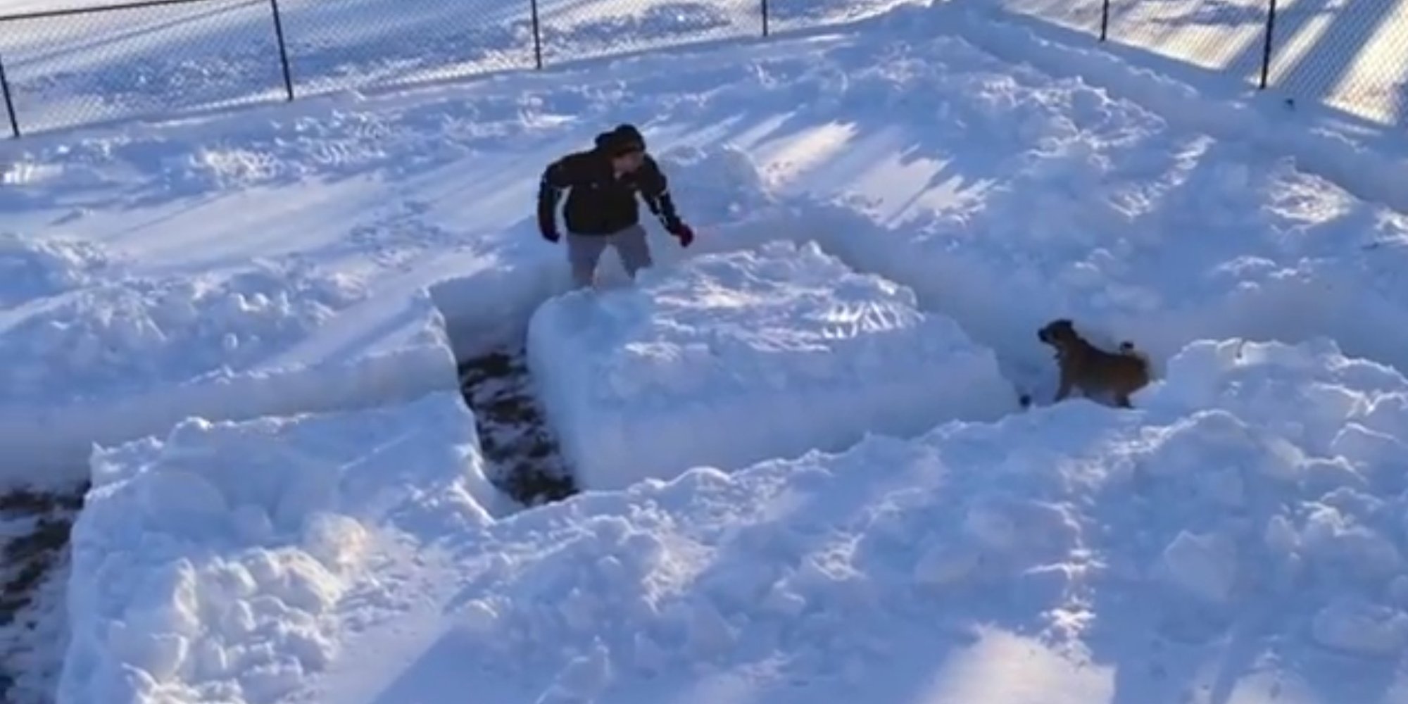 Dog Cheats His Way Out Of Snow Maze VIDEO HuffPost UK