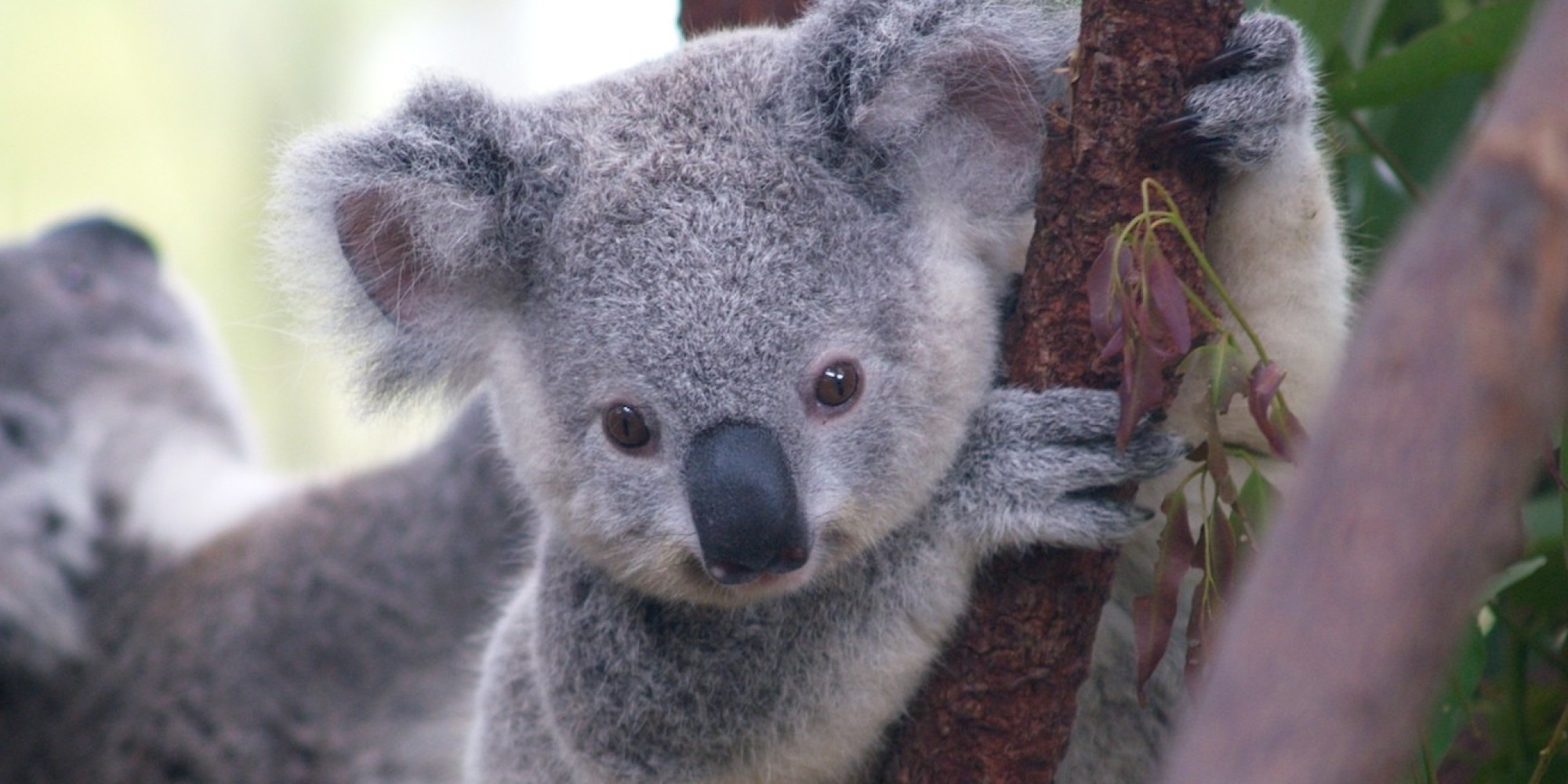 Koala Sounds Strange Because It Has Extra 'Organ,' Scientists Say