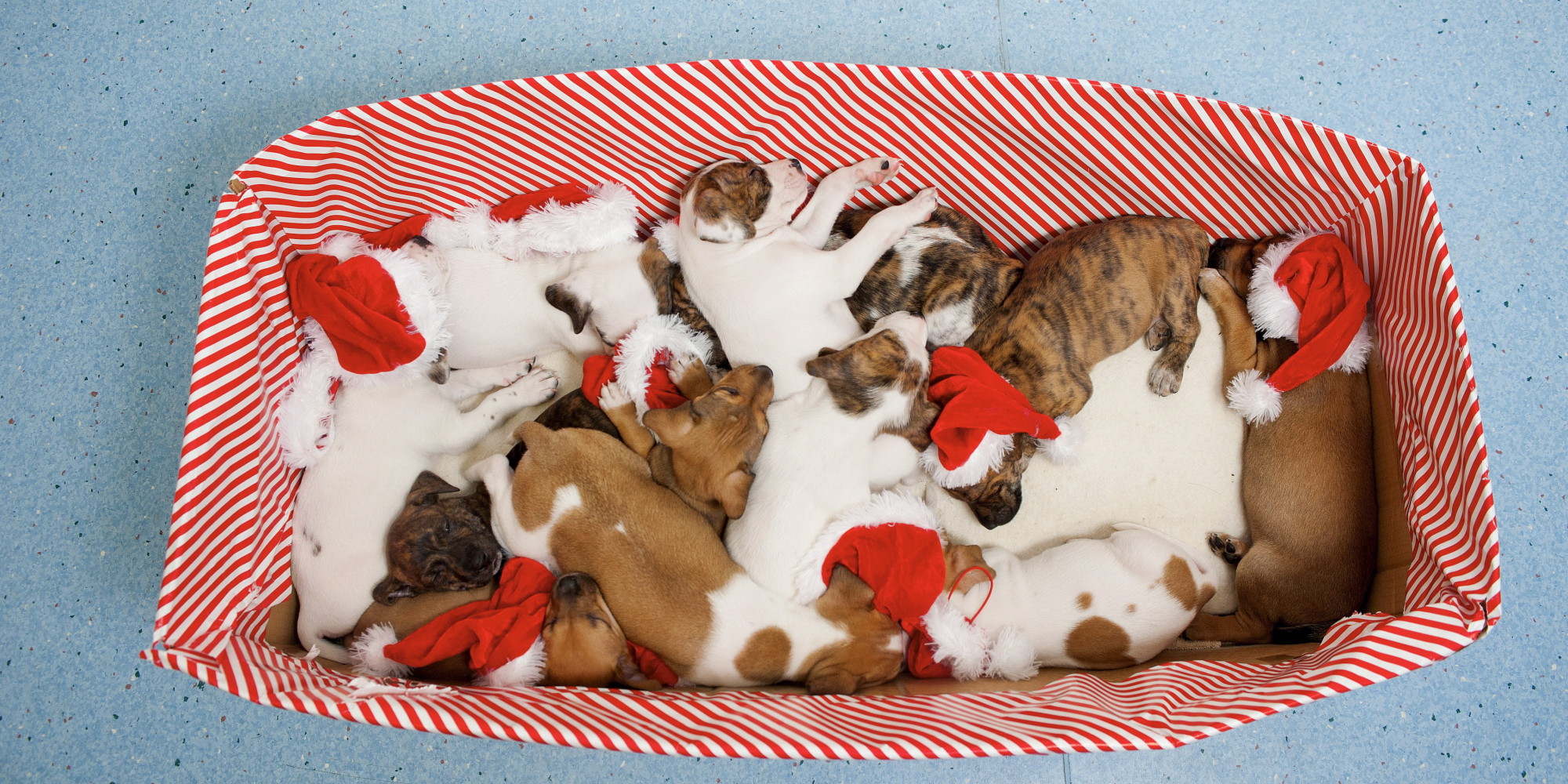 12 Puppies Need Rehoming At Southampton Branch Of Blue Cross (PICTURES