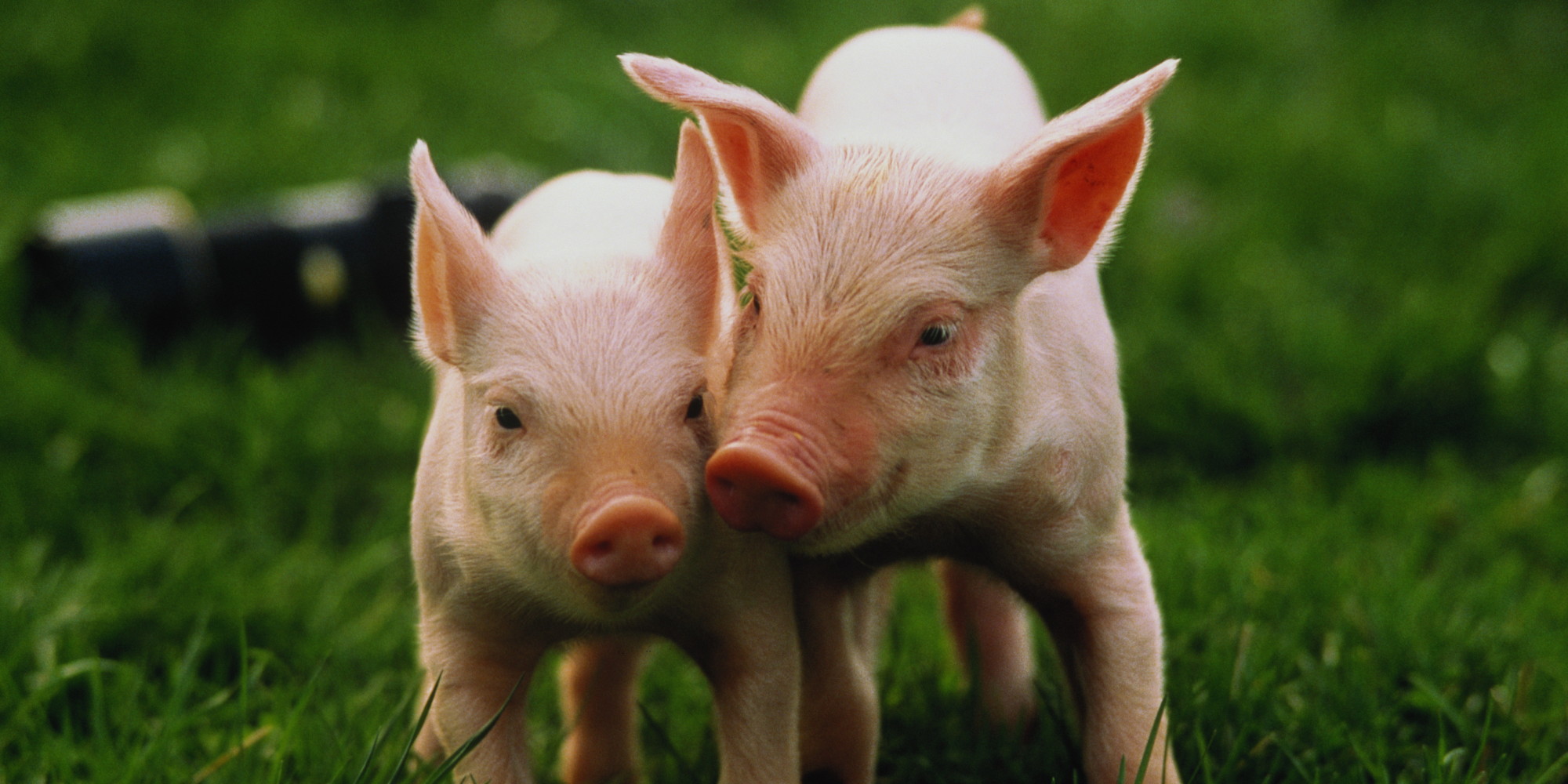 China Buys 73 6 Million Worth Of British Pig Semen HuffPost