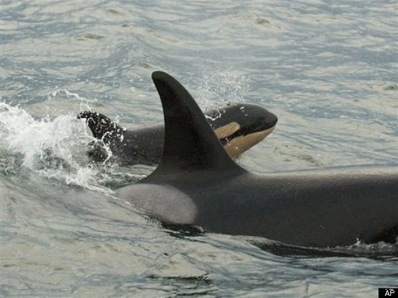 Killer Whales Versus Salmon