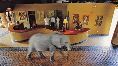 Elephant in lobby